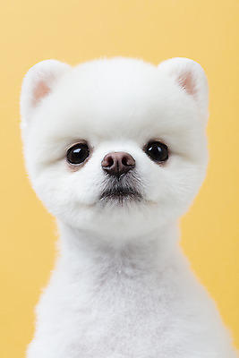포토 JPG 스튜디오촬영 동물 한마리 반려견 실내 누끼 근접촬영 사람없음 앞모습 반려동물 귀여움 강아지 노란배경 반려 포메라니안 국내포토 1 뷰포인트 백그라운드 컨셉 내부 노란색 개 파일형식