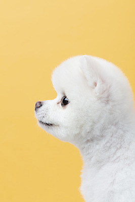 포토 JPG 스튜디오촬영 동물 한마리 반려견 실내 누끼 근접촬영 사람없음 옆모습 반려동물 귀여움 강아지 노란배경 반려 포메라니안 국내포토 1 뷰포인트 백그라운드 컨셉 내부 노란색 개 파일형식