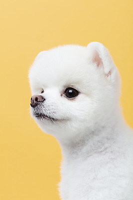 포토 JPG 스튜디오촬영 동물 한마리 반려견 실내 누끼 근접촬영 사람없음 옆모습 반려동물 귀여움 강아지 노란배경 반려 포메라니안 국내포토 1 뷰포인트 백그라운드 컨셉 내부 노란색 개 파일형식