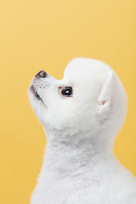 포토 JPG 스튜디오촬영 동물 한마리 반려견 실내 누끼 근접촬영 사람없음 옆모습 반려동물 귀여움 강아지 노란배경 반려 포메라니안 국내포토 1 뷰포인트 백그라운드 컨셉 내부 노란색 개 파일형식