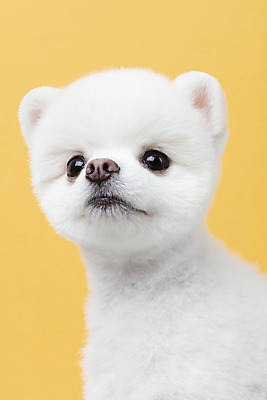 포토 JPG 스튜디오촬영 동물 한마리 반려견 실내 누끼 근접촬영 사람없음 앞모습 반려동물 귀여움 강아지 노란배경 반려 포메라니안 국내포토 1 뷰포인트 백그라운드 컨셉 내부 노란색 개 파일형식
