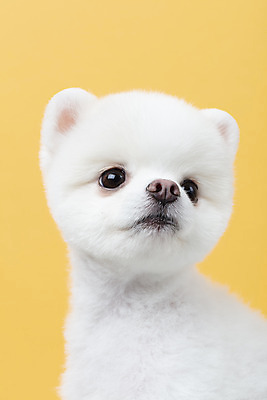 포토 JPG 스튜디오촬영 동물 한마리 반려견 실내 누끼 근접촬영 사람없음 앞모습 반려동물 귀여움 강아지 노란배경 반려 포메라니안 국내포토 1 뷰포인트 백그라운드 컨셉 내부 노란색 개 파일형식