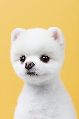 포토 JPG 스튜디오촬영 동물 한마리 반려견 실내 누끼 근접촬영 사람없음 앞모습 반려동물 귀여움 강아지 노란배경 반려 포메라니안 국내포토 1 뷰포인트 백그라운드 컨셉 내부 노란색 개 파일형식