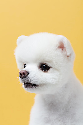 포토 JPG 스튜디오촬영 동물 한마리 반려견 실내 누끼 근접촬영 사람없음 앞모습 반려동물 귀여움 강아지 노란배경 반려 포메라니안 국내포토 1 뷰포인트 백그라운드 컨셉 내부 노란색 개 파일형식