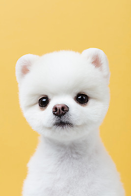 포토 JPG 스튜디오촬영 동물 한마리 반려견 실내 누끼 근접촬영 사람없음 앞모습 반려동물 귀여움 강아지 노란배경 반려 포메라니안 국내포토 1 뷰포인트 백그라운드 컨셉 내부 노란색 개 파일형식
