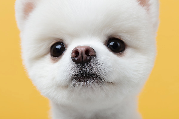 포토 JPG 스튜디오촬영 동물 한마리 반려견 실내 누끼 근접촬영 사람없음 앞모습 반려동물 귀여움 강아지 노란배경 반려 포메라니안 국내포토 1 뷰포인트 백그라운드 컨셉 내부 노란색 개 파일형식