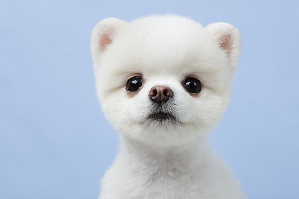 포토 JPG 스튜디오촬영 동물 한마리 반려견 실내 누끼 근접촬영 사람없음 앞모습 반려동물 귀여움 강아지 파란배경 반려 포메라니안 국내포토 1 뷰포인트 백그라운드 컨셉 내부 파란색 개 파일형식