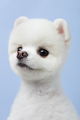 포토 JPG 스튜디오촬영 동물 한마리 반려견 실내 누끼 근접촬영 사람없음 앞모습 반려동물 귀여움 강아지 파란배경 반려 포메라니안 국내포토 1 뷰포인트 백그라운드 컨셉 내부 파란색 개 파일형식