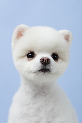 포토 JPG 스튜디오촬영 동물 한마리 반려견 실내 누끼 근접촬영 사람없음 앞모습 반려동물 귀여움 강아지 파란배경 반려 포메라니안 국내포토 1 뷰포인트 백그라운드 컨셉 내부 파란색 개 파일형식