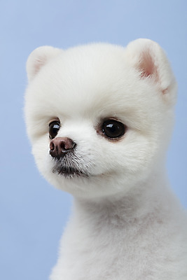 포토 JPG 스튜디오촬영 동물 한마리 반려견 실내 누끼 근접촬영 사람없음 옆모습 반려동물 귀여움 강아지 파란배경 반려 포메라니안 국내포토 1 뷰포인트 백그라운드 컨셉 내부 파란색 개 파일형식