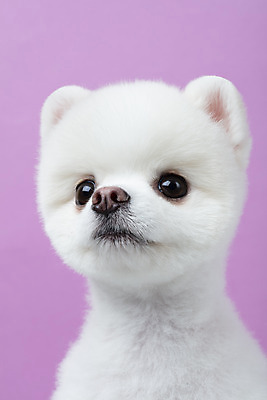 포토 JPG 스튜디오촬영 동물 한마리 반려견 실내 누끼 근접촬영 사람없음 옆모습 반려동물 귀여움 강아지 반려 보라색배경 포메라니안 국내포토 1 뷰포인트 백그라운드 컨셉 내부 보라색 개 파일형식