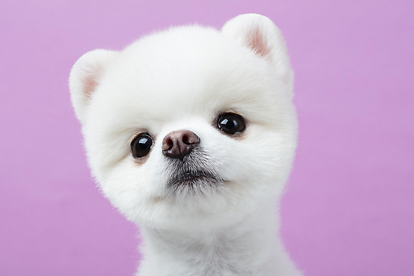 포토 JPG 스튜디오촬영 동물 한마리 반려견 실내 누끼 근접촬영 사람없음 앞모습 반려동물 귀여움 강아지 반려 보라색배경 포메라니안 국내포토 1 뷰포인트 백그라운드 컨셉 내부 보라색 개 파일형식