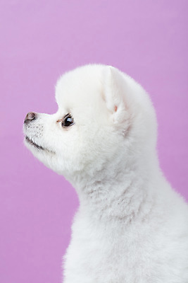 포토 JPG 스튜디오촬영 동물 한마리 반려견 실내 누끼 근접촬영 사람없음 옆모습 반려동물 귀여움 강아지 반려 보라색배경 포메라니안 국내포토 1 뷰포인트 백그라운드 컨셉 내부 보라색 개 파일형식