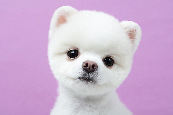 포토 JPG 스튜디오촬영 동물 한마리 반려견 실내 누끼 근접촬영 사람없음 앞모습 반려동물 귀여움 강아지 반려 보라색배경 포메라니안 국내포토 1 뷰포인트 백그라운드 컨셉 내부 보라색 개 파일형식