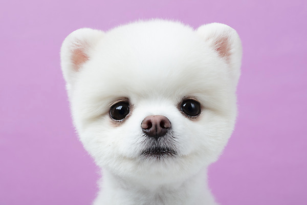 포토 JPG 스튜디오촬영 동물 한마리 반려견 실내 누끼 근접촬영 사람없음 앞모습 반려동물 귀여움 강아지 반려 보라색배경 포메라니안 국내포토 1 뷰포인트 백그라운드 컨셉 내부 보라색 개 파일형식