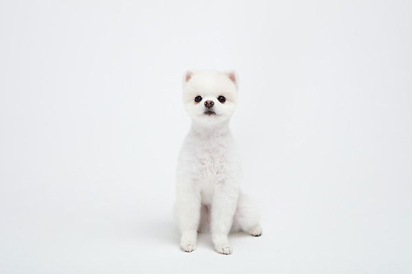 포토 JPG 스튜디오촬영 동물 한마리 반려견 실내 누끼 사람없음 앞모습 반려동물 귀여움 강아지 흰배경 반려 포메라니안 국내포토 1 뷰포인트 백그라운드 컨셉 내부 흰색 개 파일형식