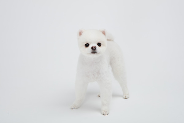 포토 JPG 스튜디오촬영 동물 한마리 반려견 실내 누끼 사람없음 앞모습 반려동물 귀여움 강아지 흰배경 반려 포메라니안 국내포토 1 뷰포인트 백그라운드 컨셉 내부 흰색 개 파일형식