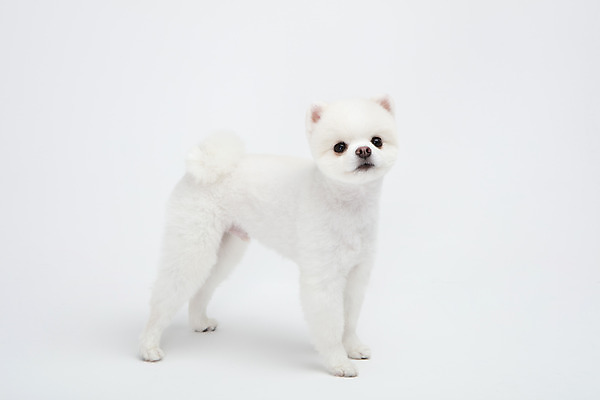 포토 JPG 스튜디오촬영 동물 한마리 반려견 실내 누끼 사람없음 옆모습 반려동물 귀여움 강아지 흰배경 반려 포메라니안 국내포토 1 뷰포인트 백그라운드 컨셉 내부 흰색 개 파일형식