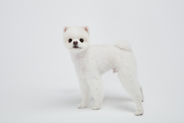 포토 JPG 스튜디오촬영 동물 한마리 반려견 실내 누끼 사람없음 옆모습 반려동물 귀여움 강아지 흰배경 반려 포메라니안 국내포토 1 뷰포인트 백그라운드 컨셉 내부 흰색 개 파일형식