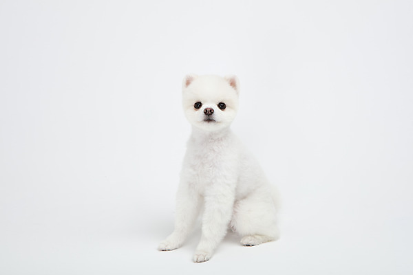 포토 JPG 스튜디오촬영 동물 한마리 반려견 실내 누끼 사람없음 앞모습 반려동물 귀여움 강아지 흰배경 반려 포메라니안 국내포토 1 뷰포인트 백그라운드 컨셉 내부 흰색 개 파일형식