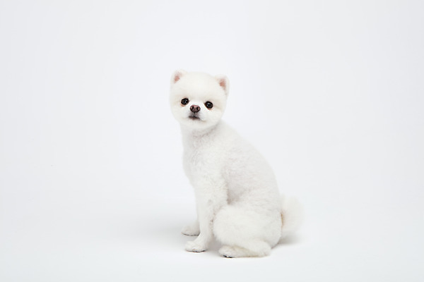 포토 JPG 스튜디오촬영 동물 한마리 반려견 실내 누끼 사람없음 옆모습 반려동물 귀여움 강아지 흰배경 반려 포메라니안 국내포토 1 뷰포인트 백그라운드 컨셉 내부 흰색 개 파일형식