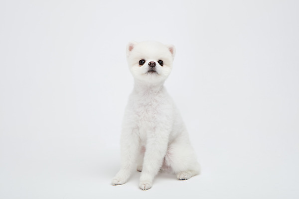 포토 JPG 스튜디오촬영 동물 한마리 반려견 실내 누끼 사람없음 앞모습 반려동물 귀여움 강아지 흰배경 반려 포메라니안 국내포토 1 뷰포인트 백그라운드 컨셉 내부 흰색 개 파일형식