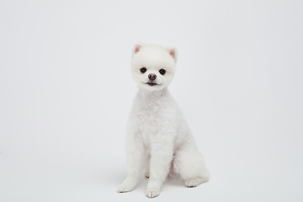 포토 JPG 스튜디오촬영 동물 한마리 반려견 실내 누끼 사람없음 앞모습 반려동물 귀여움 강아지 흰배경 반려 포메라니안 국내포토 1 뷰포인트 백그라운드 컨셉 내부 흰색 개 파일형식