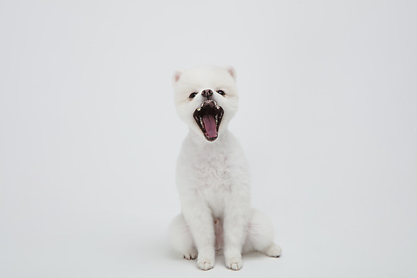 포토 JPG 스튜디오촬영 동물 한마리 반려견 실내 누끼 사람없음 앞모습 반려동물 귀여움 강아지 흰배경 하품 반려 포메라니안 국내포토 1 뷰포인트 백그라운드 컨셉 내부 흰색 개 생리현상 파일형식