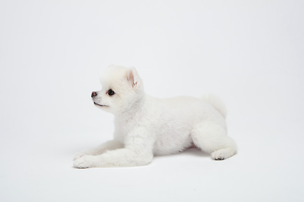 포토 JPG 스튜디오촬영 동물 한마리 반려견 실내 누끼 사람없음 옆모습 반려동물 귀여움 강아지 흰배경 반려 포메라니안 국내포토 1 뷰포인트 백그라운드 컨셉 내부 흰색 개 파일형식