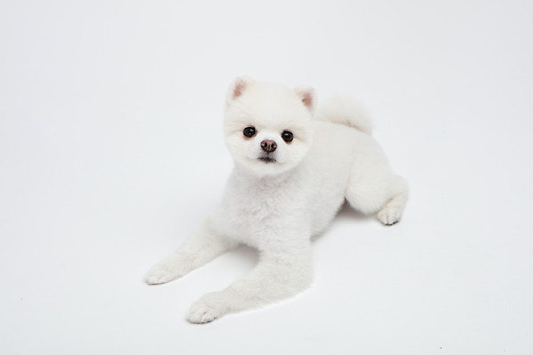포토 JPG 스튜디오촬영 동물 한마리 반려견 실내 누끼 사람없음 앞모습 반려동물 귀여움 강아지 흰배경 반려 포메라니안 국내포토 1 뷰포인트 백그라운드 컨셉 내부 흰색 개 파일형식