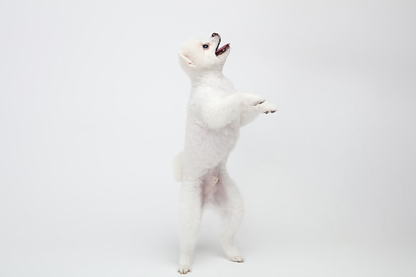 포토 JPG 스튜디오촬영 동물 한마리 반려견 실내 누끼 사람없음 옆모습 반려동물 귀여움 강아지 흰배경 반려 포메라니안 국내포토 1 뷰포인트 백그라운드 컨셉 내부 흰색 개 파일형식