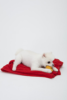 포토 JPG 스튜디오촬영 동물 한마리 반려견 실내 누끼 사람없음 옆모습 반려동물 장난감 귀여움 강아지 담요 흰배경 반려 포메라니안 국내포토 반려용품 1 뷰포인트 백그라운드 컨셉 내부 흰색 개 오브젝트 파일형식