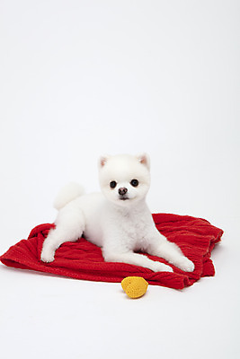 포토 JPG 스튜디오촬영 동물 한마리 반려견 실내 누끼 사람없음 앞모습 반려동물 장난감 귀여움 강아지 담요 흰배경 반려 포메라니안 국내포토 반려용품 1 뷰포인트 백그라운드 컨셉 내부 흰색 개 오브젝트 파일형식