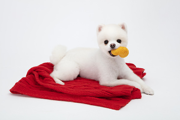 포토 JPG 스튜디오촬영 동물 한마리 반려견 실내 누끼 사람없음 옆모습 반려동물 장난감 귀여움 강아지 담요 흰배경 반려 포메라니안 국내포토 반려용품 1 뷰포인트 백그라운드 컨셉 내부 흰색 개 오브젝트 파일형식