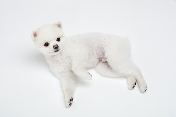 포토 JPG 스튜디오촬영 동물 한마리 반려견 실내 누끼 사람없음 옆모습 반려동물 귀여움 강아지 흰배경 반려 포메라니안 국내포토 1 뷰포인트 백그라운드 컨셉 내부 흰색 개 파일형식