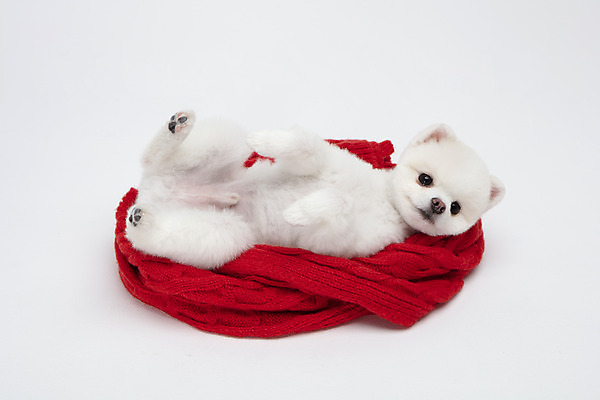 포토 JPG 스튜디오촬영 동물 한마리 반려견 실내 누끼 사람없음 옆모습 반려동물 귀여움 강아지 담요 흰배경 반려 포메라니안 국내포토 1 뷰포인트 백그라운드 컨셉 내부 흰색 개 파일형식