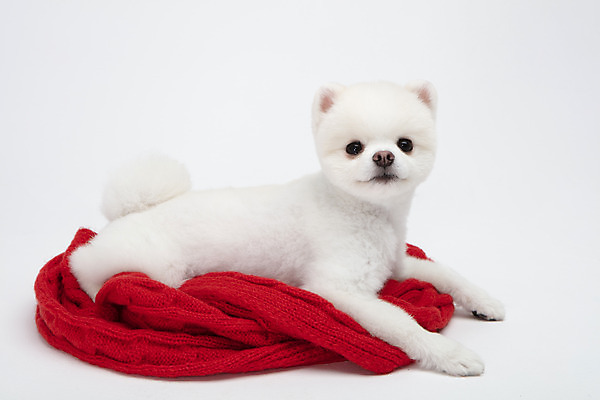 포토 JPG 스튜디오촬영 동물 한마리 반려견 실내 누끼 사람없음 옆모습 반려동물 귀여움 강아지 담요 흰배경 반려 포메라니안 국내포토 1 뷰포인트 백그라운드 컨셉 내부 흰색 개 파일형식