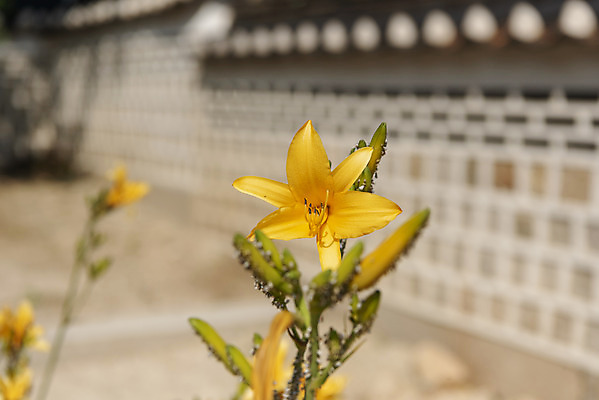 포토 JPG 주간 한국전통 꽃 여행 유적지 풍경 사람없음 야외 아웃포커스 여름 관광지 세계문화유산 문화재 역사 한국사 조선시대 왕릉 재실 조선왕릉 동구릉 국내포토 구리시 자연요소 식물 전통 계절 고건축 한국 촬영기법 경기도 파일형식 구리_지역