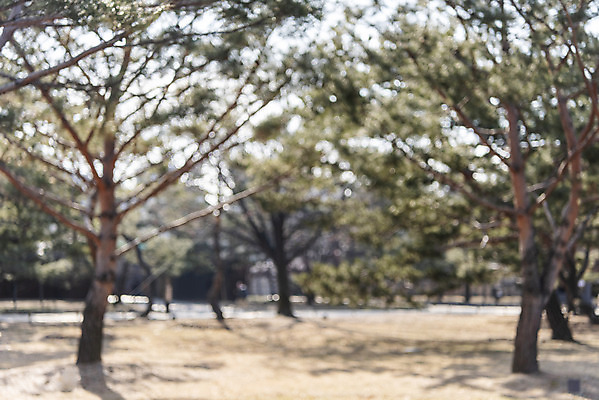 포토 JPG 주간 나무 공원 풍경 사람없음 야외 아웃포커스 관광지 도시풍경 소나무 숲 경복궁 종로 국내포토 자연요소 식물 공공시설 여행 서울 한국 촬영기법 궁전 도시 파일형식