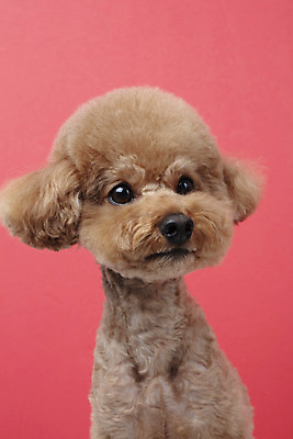 포토 JPG 스튜디오촬영 동물 한마리 반려견 가족 실내 누끼 근접촬영 상반신 사람없음 앞모습 반려동물 귀여움 개 강아지 푸들 반려 빨간배경 주황색배경 국내포토 1 뷰포인트 백그라운드 컨셉 포유류 관계 내부 빨간색 주황색 파일형식