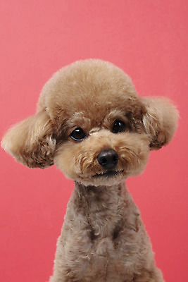 포토 JPG 스튜디오촬영 동물 한마리 반려견 가족 실내 누끼 근접촬영 상반신 사람없음 앞모습 반려동물 귀여움 개 강아지 푸들 반려 빨간배경 주황색배경 국내포토 1 뷰포인트 백그라운드 컨셉 포유류 관계 내부 빨간색 주황색 파일형식