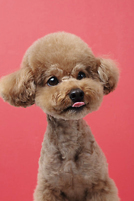 포토 JPG 스튜디오촬영 동물 한마리 반려견 가족 실내 누끼 근접촬영 상반신 사람없음 앞모습 반려동물 귀여움 개 강아지 푸들 반려 빨간배경 주황색배경 국내포토 1 뷰포인트 백그라운드 컨셉 포유류 관계 내부 빨간색 주황색 파일형식