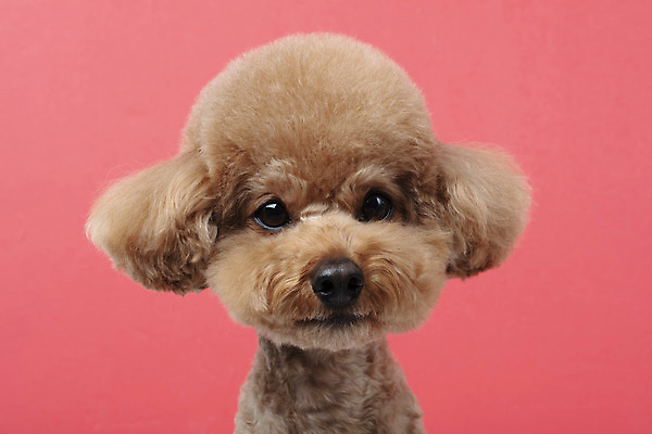 포토 JPG 스튜디오촬영 동물 한마리 반려견 가족 실내 누끼 근접촬영 상반신 사람없음 앞모습 반려동물 귀여움 개 강아지 푸들 반려 빨간배경 주황색배경 국내포토 1 뷰포인트 백그라운드 컨셉 포유류 관계 내부 빨간색 주황색 파일형식