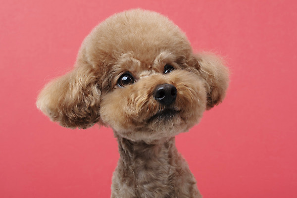 포토 JPG 스튜디오촬영 동물 한마리 반려견 가족 실내 누끼 근접촬영 상반신 사람없음 앞모습 반려동물 귀여움 개 강아지 푸들 반려 빨간배경 주황색배경 국내포토 1 뷰포인트 백그라운드 컨셉 포유류 관계 내부 빨간색 주황색 파일형식