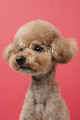 포토 JPG 스튜디오촬영 동물 한마리 반려견 가족 실내 누끼 근접촬영 상반신 사람없음 옆모습 반려동물 귀여움 개 강아지 푸들 반려 빨간배경 주황색배경 국내포토 1 뷰포인트 백그라운드 컨셉 포유류 관계 내부 빨간색 주황색 파일형식