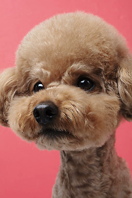 포토 JPG 스튜디오촬영 동물 한마리 반려견 가족 실내 누끼 근접촬영 상반신 사람없음 옆모습 반려동물 귀여움 개 강아지 푸들 반려 빨간배경 주황색배경 국내포토 1 뷰포인트 백그라운드 컨셉 포유류 관계 내부 빨간색 주황색 파일형식