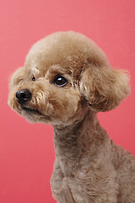 포토 JPG 스튜디오촬영 동물 한마리 반려견 가족 실내 누끼 근접촬영 상반신 사람없음 옆모습 반려동물 귀여움 개 강아지 푸들 반려 빨간배경 주황색배경 국내포토 1 뷰포인트 백그라운드 컨셉 포유류 관계 내부 빨간색 주황색 파일형식