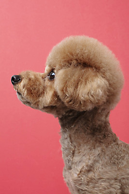 포토 JPG 스튜디오촬영 동물 한마리 반려견 가족 실내 누끼 근접촬영 상반신 사람없음 옆모습 반려동물 귀여움 개 강아지 푸들 반려 빨간배경 주황색배경 국내포토 1 뷰포인트 백그라운드 컨셉 포유류 관계 내부 빨간색 주황색 파일형식