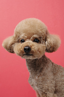 포토 JPG 스튜디오촬영 동물 한마리 반려견 가족 실내 누끼 근접촬영 상반신 사람없음 옆모습 반려동물 귀여움 개 강아지 푸들 반려 빨간배경 주황색배경 국내포토 1 뷰포인트 백그라운드 컨셉 포유류 관계 내부 빨간색 주황색 파일형식