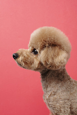 포토 JPG 스튜디오촬영 동물 한마리 반려견 가족 실내 누끼 근접촬영 상반신 사람없음 옆모습 반려동물 귀여움 개 강아지 푸들 반려 빨간배경 주황색배경 국내포토 1 뷰포인트 백그라운드 컨셉 포유류 관계 내부 빨간색 주황색 파일형식